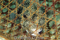 GLOBE FISH USED AS BAIT TO TRAP FOR FISH, NIKON D70S, 10,... by Alberto D'este 